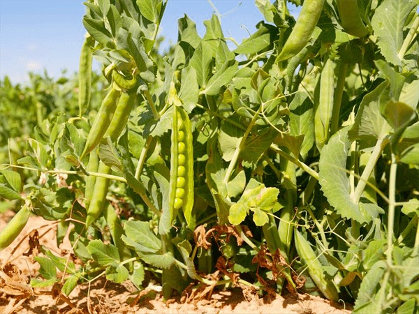 毛豆怎么变成圆的黄豆(黄豆和毛豆是一种东西吗)