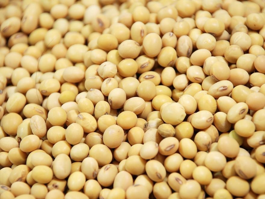 毛豆怎么变成圆的黄豆(黄豆和毛豆是一种东西吗)