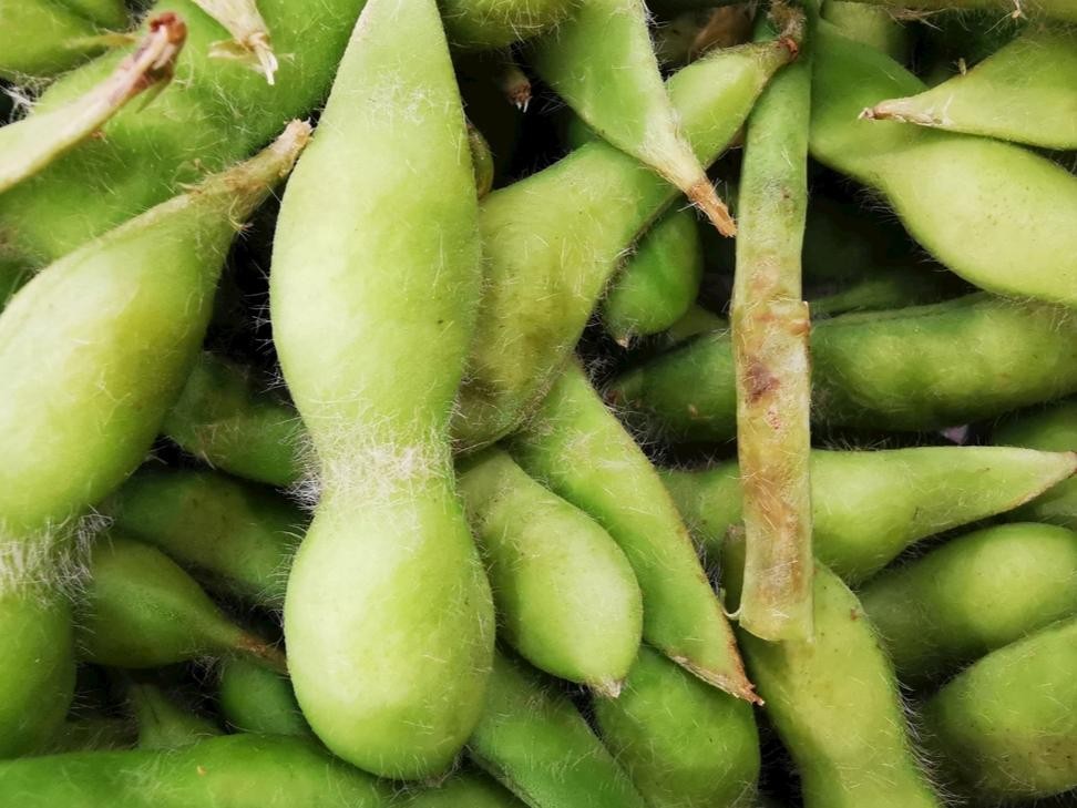 毛豆怎么变成圆的黄豆(黄豆和毛豆是一种东西吗)