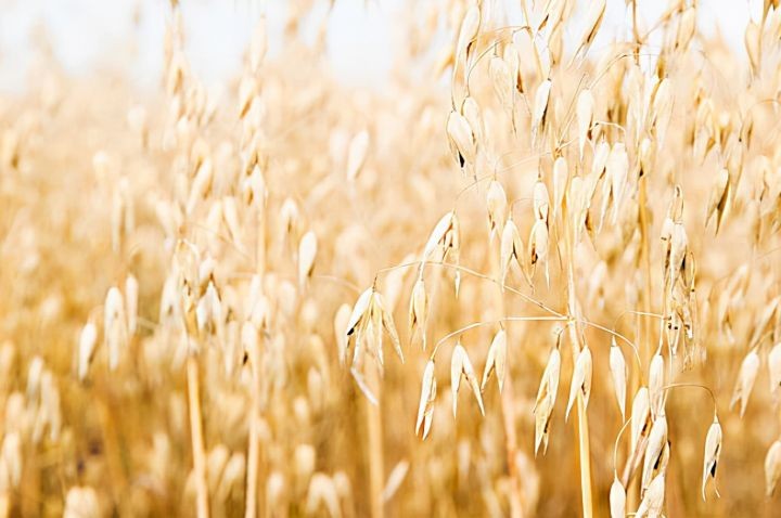 水果麦片哪个牌子好吃（推荐4款好喝又营养的水果麦片）