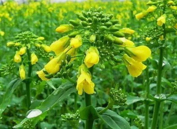 美到令人窒息的美文写真（美文美图无言书香）(7)