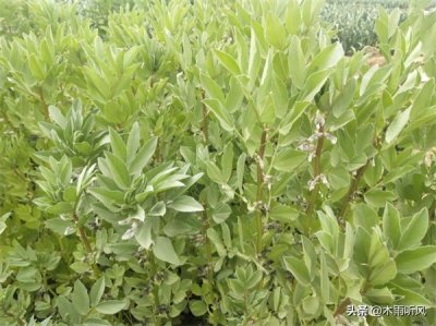 ​蚕豆种植前要泡多久时间（蚕豆要用水浸泡多长时间才能种）