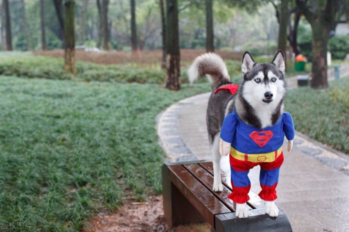 哼哼是什么意思啊（一文搞懂6种狗叫的区别）