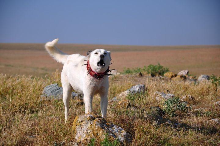 哼哼是什么意思啊（一文搞懂6种狗叫的区别）