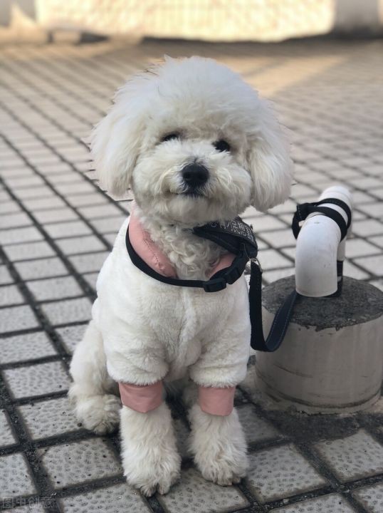 哼哼是什么意思啊（一文搞懂6种狗叫的区别）