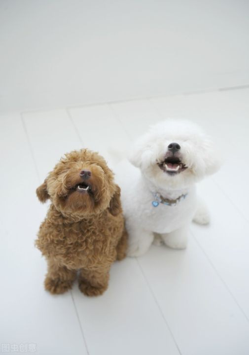 哼哼是什么意思啊（一文搞懂6种狗叫的区别）