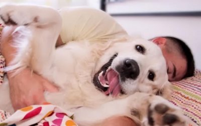 ​狗狗挨着主人就能安心睡觉（狗狗喜欢挨着主人睡觉）