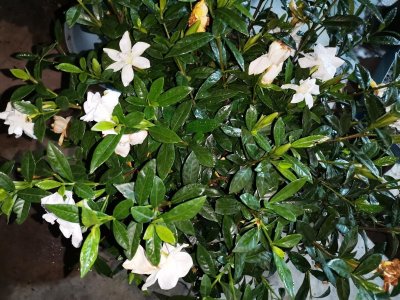 ​栀子花可以放在卧室吗（栀子花放在内室里养有毒吗）