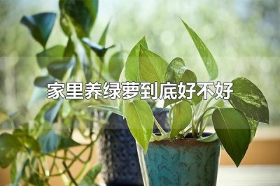 ​家里养绿萝到底好不好 家里养绿萝好