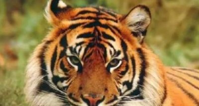 ​老虎最害怕什么,老虎最怕什么动物的屎