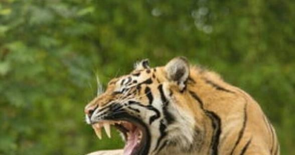 老虎最害怕什么,老虎最怕什么动物的屎