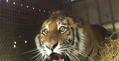 老虎最害怕什么,老虎最怕什么动物的屎