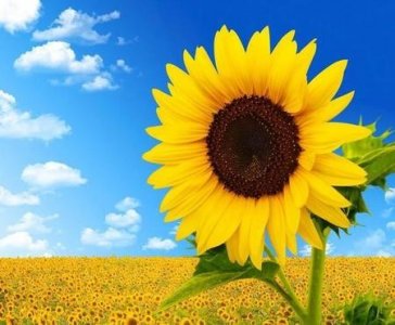 ​妈妈得了乳腺癌要不要告诉她(乳腺4b是直接手术还是穿刺)