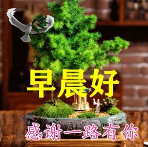 ​一句话精致早安(一句简短早安问候语50句)