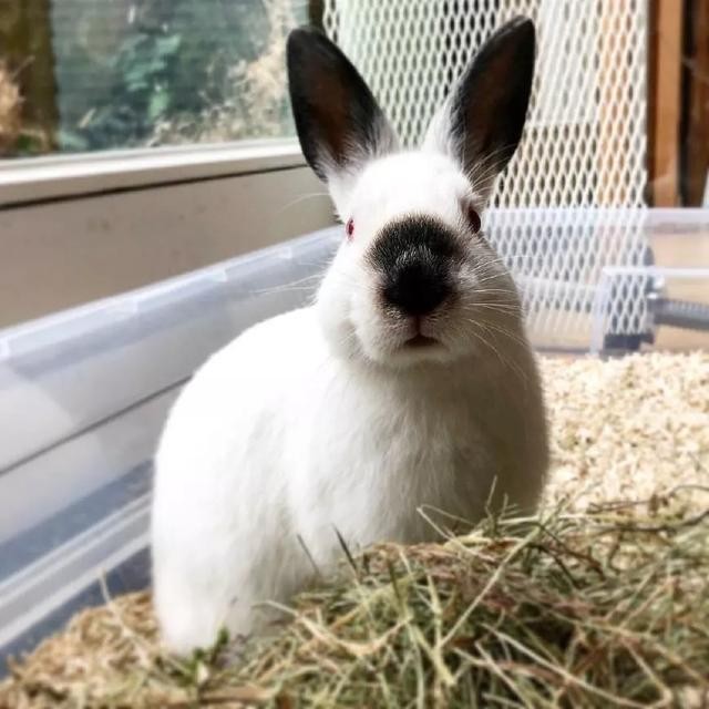 猫咪的百科知识（猫咪百科喜马拉雅猫）(7)