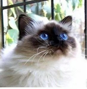 ​猫咪的百科知识（猫咪百科喜马拉雅猫）