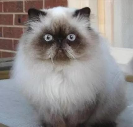 猫咪的百科知识（猫咪百科喜马拉雅猫）(8)