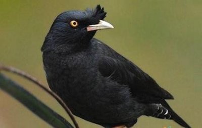 ​除了鹦鹉还有什么鸟可以养(黄麻雀的叫声)