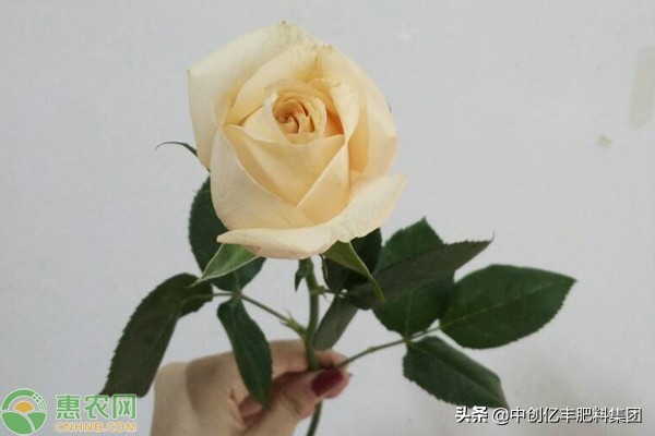 香槟玫瑰花语是什么意思（详解香槟玫瑰代表的含义）