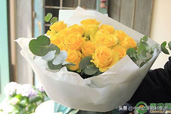 香槟玫瑰花语是什么意思（详解香槟玫瑰代表的含义）