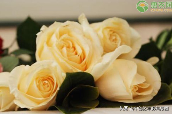 香槟玫瑰花语是什么意思（详解香槟玫瑰代表的含义）