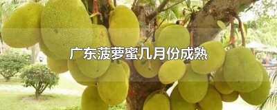 ​广东菠萝蜜几月份成熟