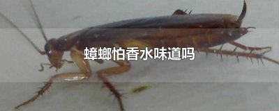 ​蟑螂怕香水味道吗