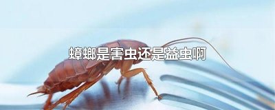 ​蟑螂是害虫还是益虫啊