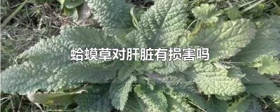 ​蛤蟆草对肝脏有损害吗
