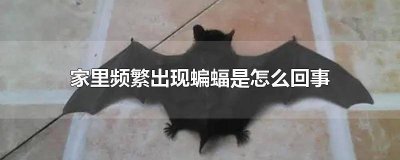 ​家里频繁出现蝙蝠是怎么回事 家里老是出现蝙蝠