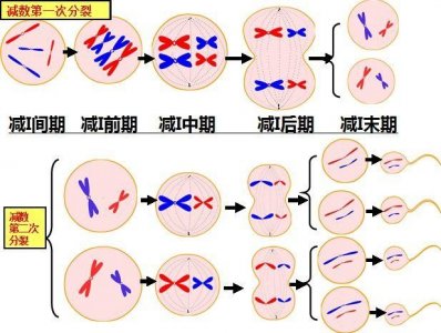 ​减数分裂中交叉互换的有什么意义（减数分裂交叉互换作用）