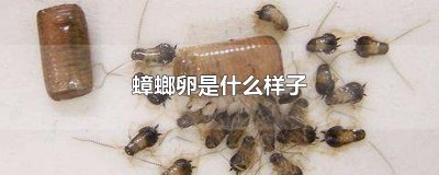 ​蟑螂卵是什么样子