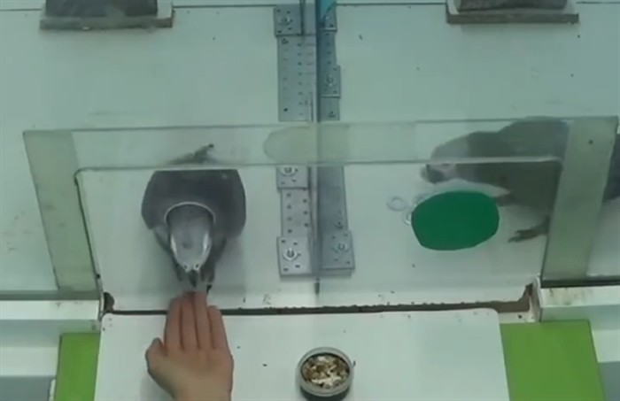 科学家发现第一种利他主义者的非哺乳类动物:非洲灰鹦鹉