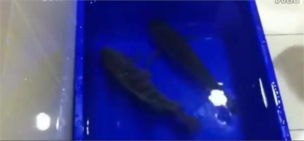 零下35度冷冻鱼能活吗(冷冻鱼解冻后竟然还能复活)(3)_