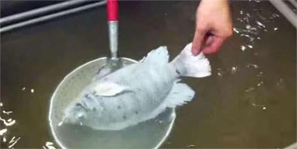 零下35度冷冻鱼能活吗(冷冻鱼解冻后竟然还能复活)(2)_