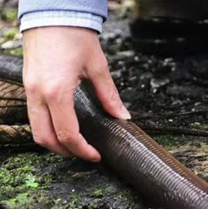 ​世界上最长的蚯蚓最早在什么地方发现（最大的蚯蚓最早在哪里发现）
