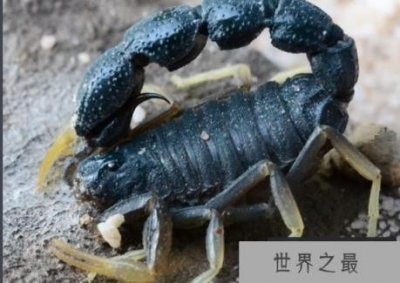 ​埃及柱尾蝎子是世界上最小的蝎子，长度小于3cm