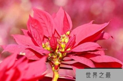 ​毒花的名字都有哪些？世界十大毒花名字