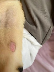 ​看这篇就够了！最全狗狗皮肤病攻略