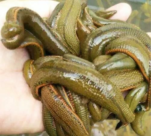 蚂蟥的生活习性是怎样的