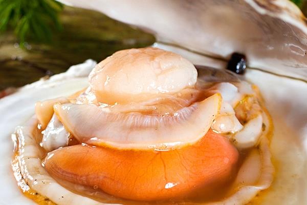 扇贝开口是活还是死 看看它还动不动