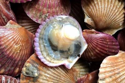 ​扇贝开口是活还是死 看看它还动不动