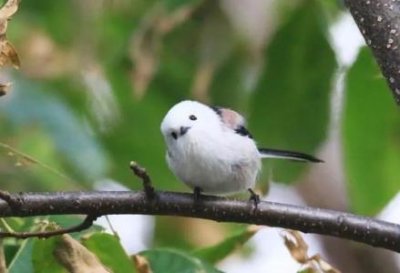 ​四川现最神秘鸟 全世界仅存千余只