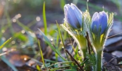 ​桑叶属蛋白饲料吗？桑叶在动物营养中的应用