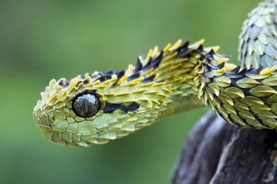 ​女孩网购毒蛇被咬不幸身亡，谁该担责