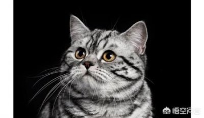 ​伯劳鸟幼鸟吃什么？伯劳幼鸟吃什么食物