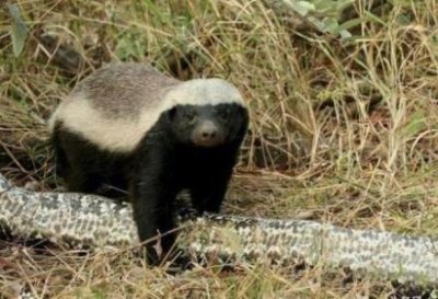 ​吃东西的时间到了：研究显示青蛙敲击脚趾可能是一种吸引猎物的策略