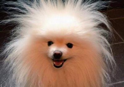 ​大熊猫的食物 大熊猫的食物有什么