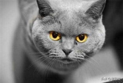 ​招财龟是不是巴西龟，活体巴西龟招财龟