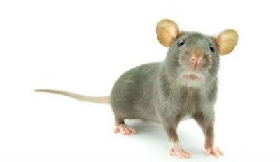 ​错怪了老鼠颠覆性新研究指中世纪黑